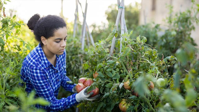 Natuurlijk Kapitaal en Agrifood